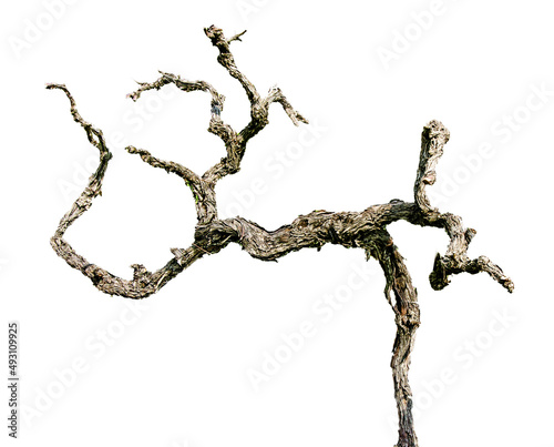 Dry branch isolated on white background