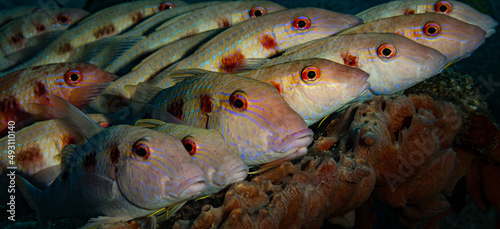 Spotted goatfish (Pseudupeneus maculatus) on the reef off the Dutch Caribbean island of Sint Maarten photo