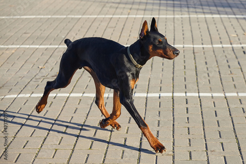 gorgeous young doberman posing on the street