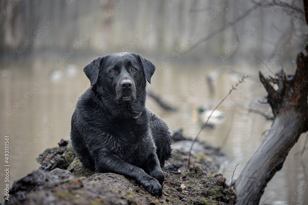 Black Lab Sitting on Log Portrait Black Lab Sitting on Log Portrait