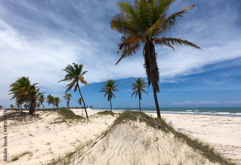 Dunas de areia e palmeiras na cidade de Natal, rio grande do norte, nordeste brasileiro