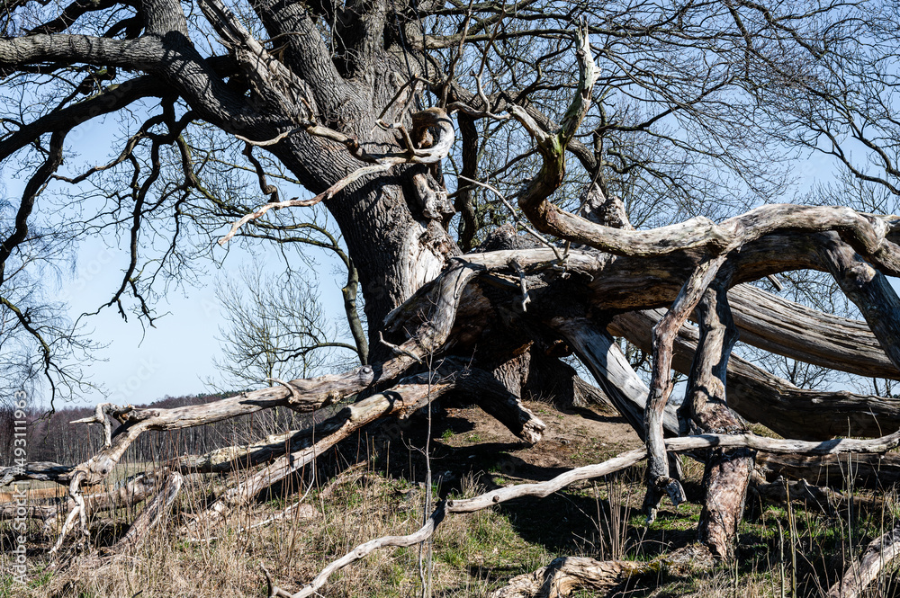 an ancient tree with exposed roots against a blue sky on a sunny day