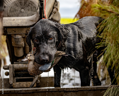 Black Labrador retriever holding blue wing teal duck