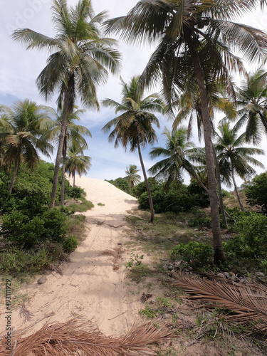 Estrada de areia entre coqueiros em praia do Nordeste brasileiro
