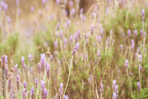 a group of lavender flowers at sunset in a soft focus, selective focus on brunch