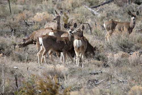 group of mule deer