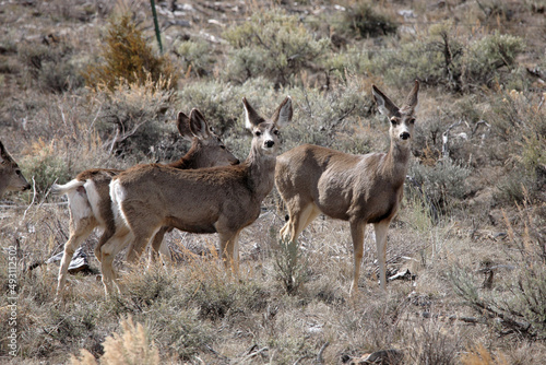 mule deer