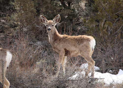 mule deer fawn
