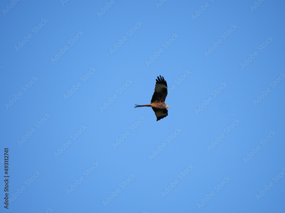Fliegender Rotmilan (Milvus milvus) vor blauem Himmel Fliegender Rotmilan (Milvus milvus) vor blauem Himmel