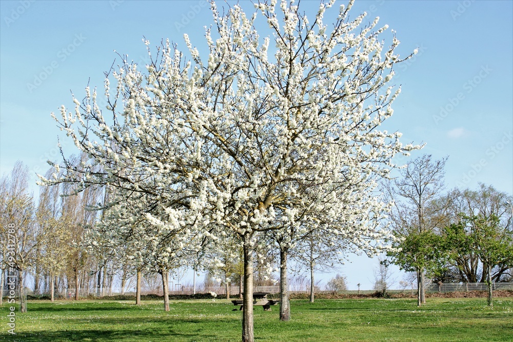 Arbre en fleurs jaune et blanc - Beautiful Yellow and White Tree Arbre en fleurs jaune et blanc - Beautiful Yellow and White Tree
