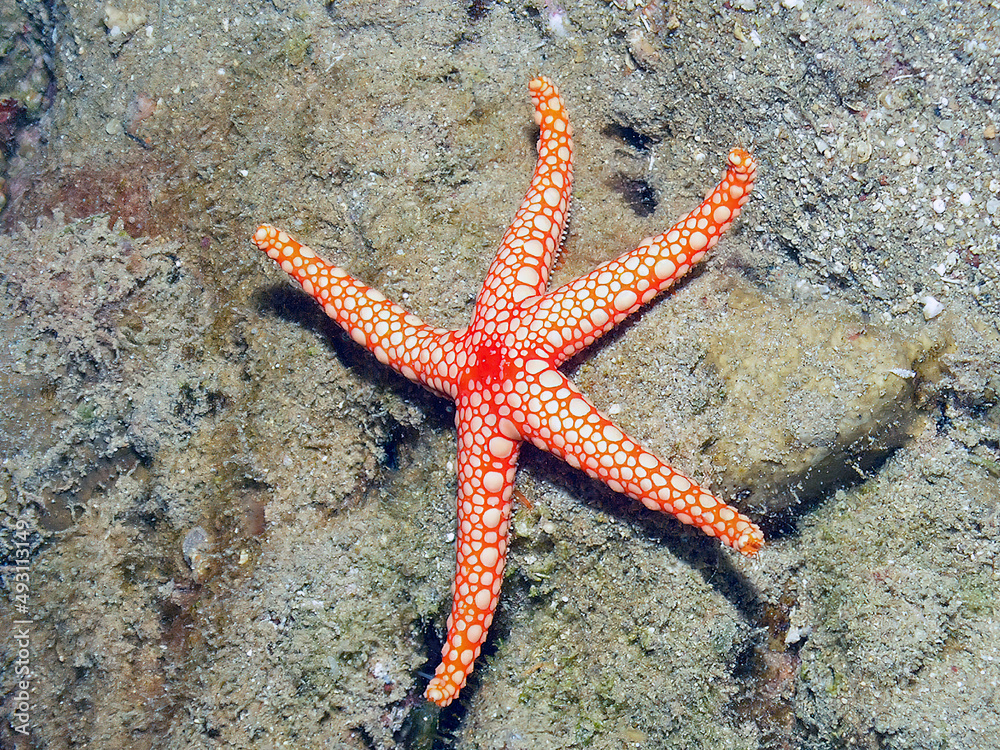 A Pearl Sea Star (Fromia monilis) in the Red Sea, Egypt A Pearl Sea Star (Fromia monilis) in the Red Sea, Egypt