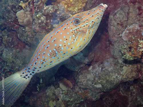 A Scribbled Leatherjacket (Aluterus scriptus) in the Red Sea, Egypt photo