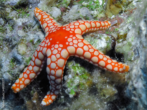 A Pearl Sea Star  Fromia monilis  in the Red Sea  Egypt