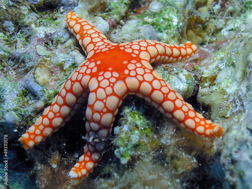 A Pearl Sea Star (Fromia monilis) in the Red Sea, Egypt