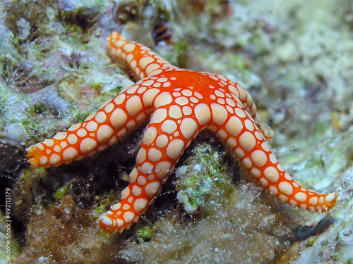A Pearl Sea Star (Fromia monilis) in the Red Sea, Egypt