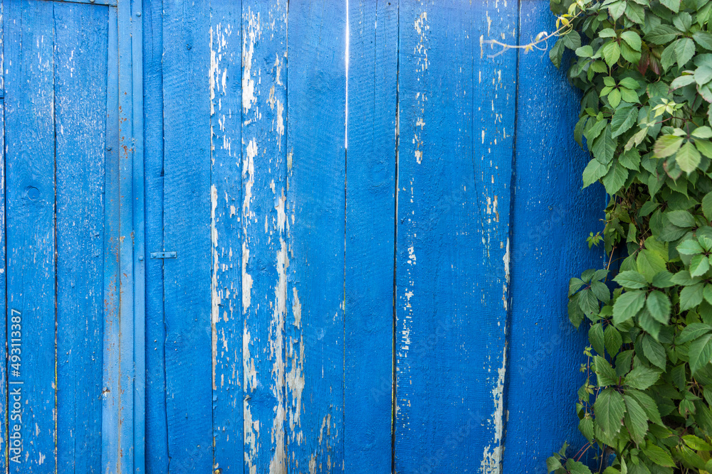 Blue Wood texture with Ivy for Nature Background. Copy Space for Text