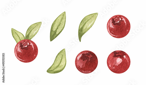 Watercolor cowberry Clipart. fresh ripe berries set. Sweet summer food. hand drawn illustration