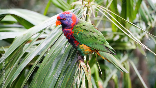 Papagaiao Lorini, multicolorido