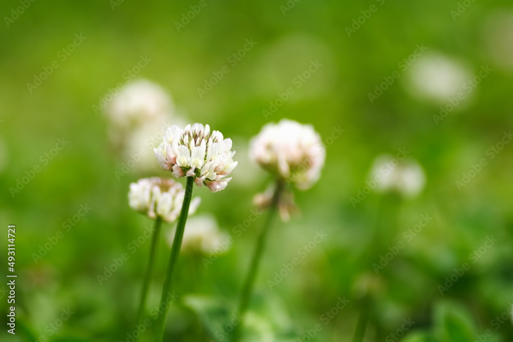 クローバの花にミツバチが蜂蜜を集めに飛んでいる風景
A landscape of bees flying to collect honey on clover flowers. クローバの花にミツバチが蜂蜜を集めに飛んでいる風景
A landscape of bees flying to collect honey on clover flowers.