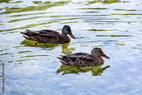 Wallpaper Mural ducks in a pond in Park Lotnikow Polskich, Krakow, Poland Torontodigital.ca