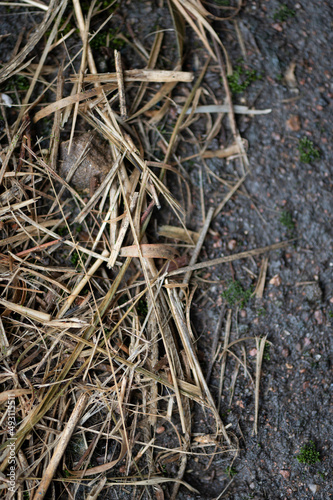 Textured dead grass laying on the edge of a parking lot taken in a downward angle to show the fragility of life and everything we build