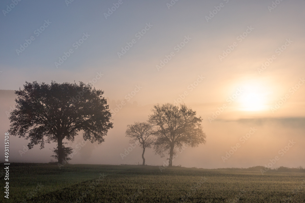 Sunrise through the mist with trees silhouttes