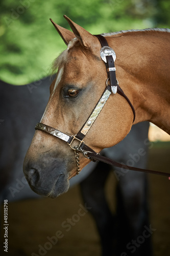 Portrait of a palomino quarter horse © Nicole Ciscato