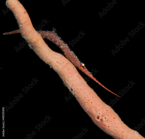 Saw-blade shrimp.(Tozeuma armatum) on the Critter Hunt divesite, Lembeh Straits, North Sulawesi, Indonesia photo
