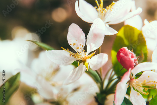 Close up selective focus pink flowers of blooming apple tree in spring on a Sunny day close-up macro in nature outdoors. Copy space.