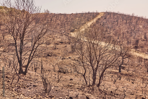 Environmental damage after forest fire
