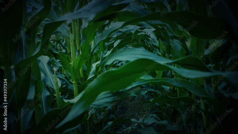 Scary POV Creature Walking Through Corn Field