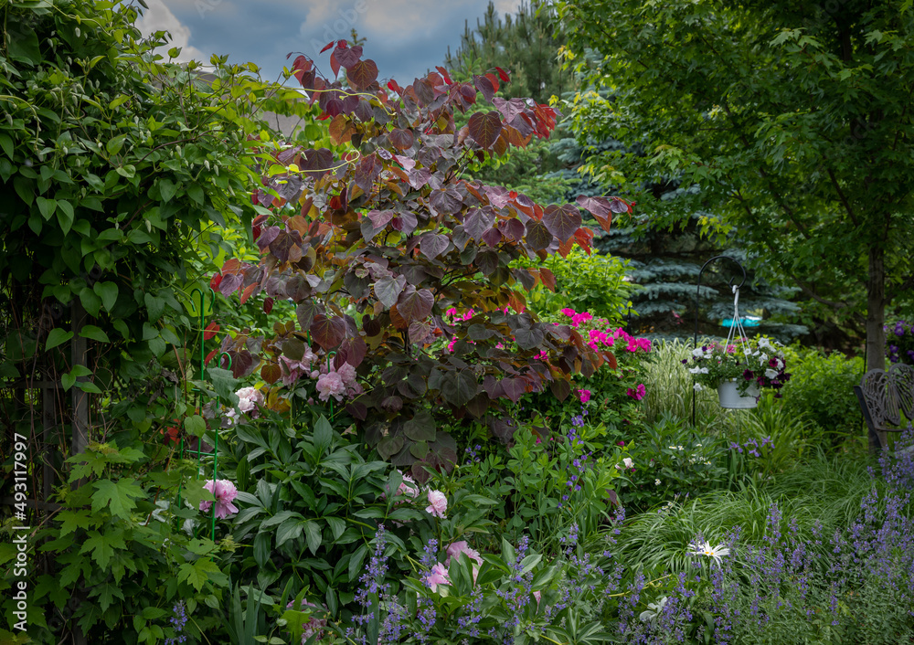 Horizontal photo of a vivid reddish colored Forest pansy Eastern redbud With its purple-red heart shaped leaves is the focal point of this beautiful backyard. Pale Pink peonies nodding in the breeze. 