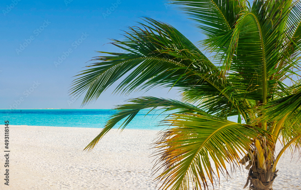 Idyllic Beach with Palm Treesat the Maldives, Indian Ocean