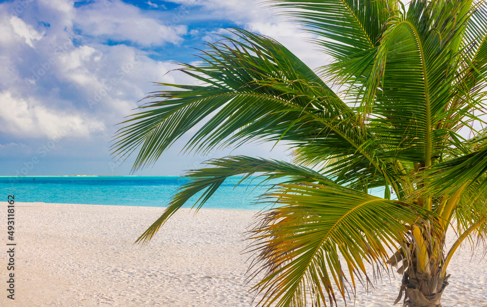 Fototapeta premium Idyllic Beach with Palm Treesat the Maldives, Indian Ocean