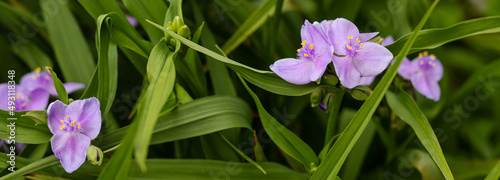 Horizontal banner - Macro of a beautiful delicate violet colored Ohio spiderwort, a native perennial to Illinois.  photo