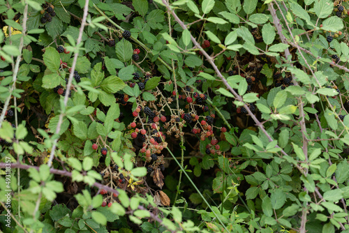 On the branch ripen the berries bramble (Rubus fruticosus)