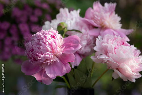 Obraz na plátne Horizontal banner of brilliant pink fragrant Peonies, Sarah Bernhardt, macro of beautiful old fashioned peony on a sunny day