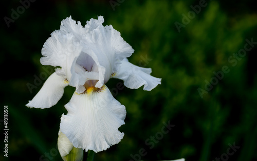 Canvas Print Macro of Immortality bearded iris, a highly fragrant cultivar with large, pure white flowers and ruffled petals