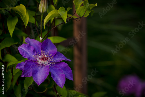 The President  a vigorous purple Clematis with huge eight inch blooms with brilliant purple color climbing up a vine in spring. 