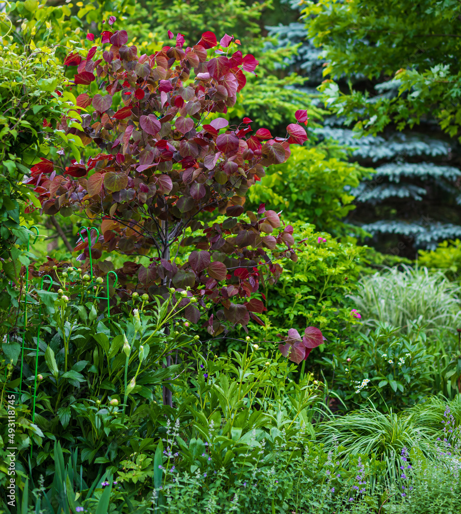 Horizontal photo of a vivid reddish colored Forest pansy Eastern redbud With its purple-red heart shaped leaves is the focal point of this beautiful backyard.