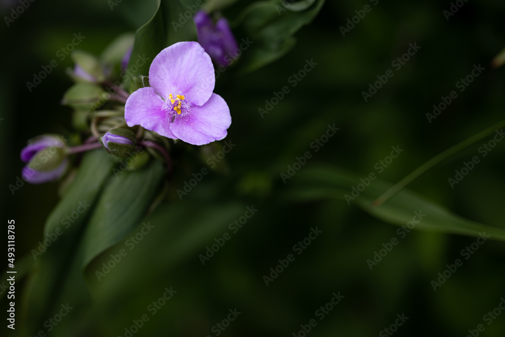 Obraz premium Horizontal banner - Macro of a beautiful delicate violet colored Ohio spiderwort, a native perennial to Illinois. 