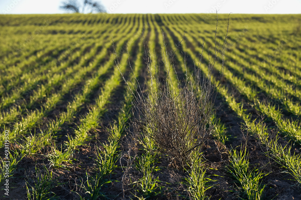 Pampas countryside, sowing direct rows, Argentina