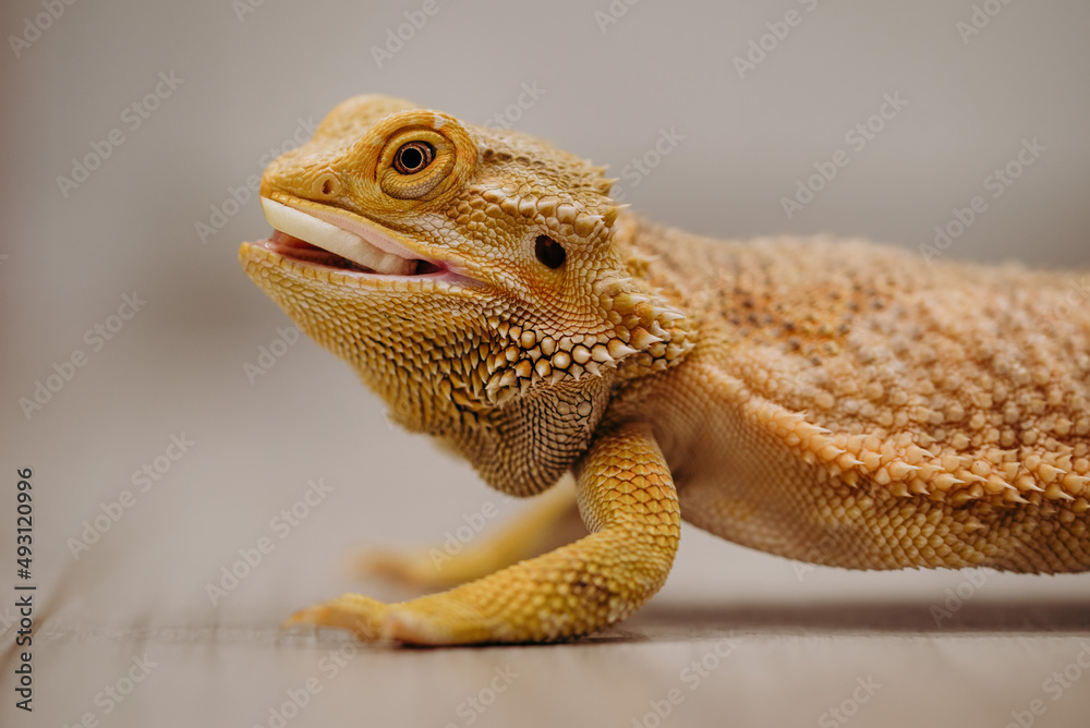 Fototapeta premium Agama brodata jedząca jabłko