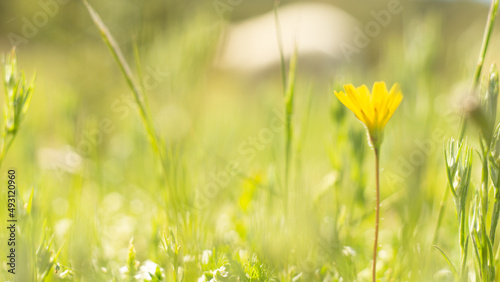 Fototapeta Naklejka Na Ścianę i Meble -  Flowers grass greens