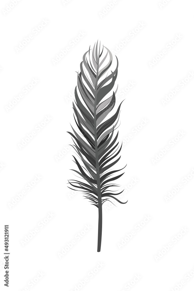 Fototapeta premium Feather, Feather Icon, Feather Vector, Feather Silhouette, Bird's Feather, Animal Feather, Colorful Feather, Feather Vector Illustration Background