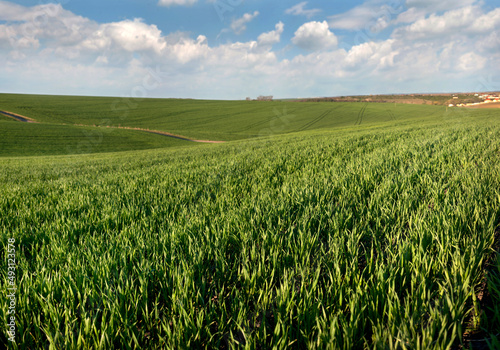 young sprouts wheat close up on the field and beautiful sky with clouds