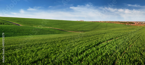 panorama of hills of spring green winter wheat field ,beautiful sky