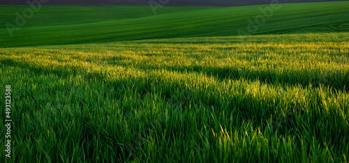 Green spring wheat crops, sprouts, close up, spring agriculture