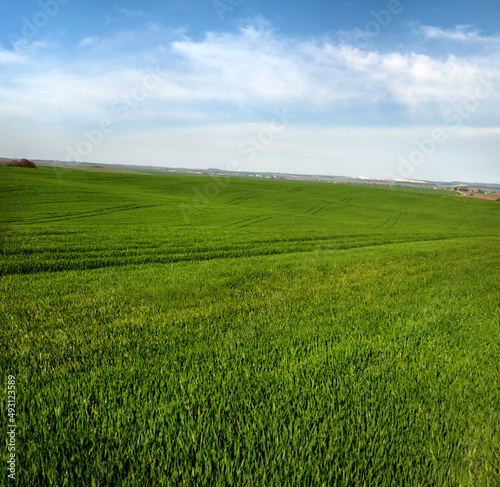 wheat field and beautiful sky with clouds