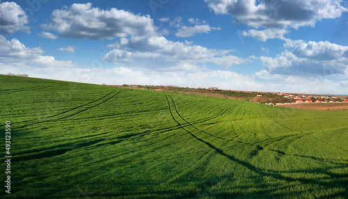 panoramic view of green field of winter wheat with traces  beautiful sky